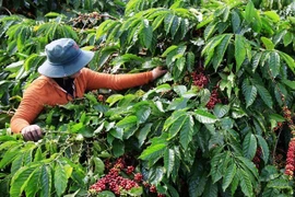 Tây Nguyên: Mạnh tay dẹp nạn "bảo kê", ép giá thu mua nông sản