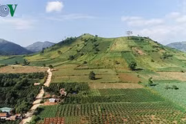 Lễ hội hoa dã quỳ lần thứ 2 ở Gia Lai có gì đặc biệt?