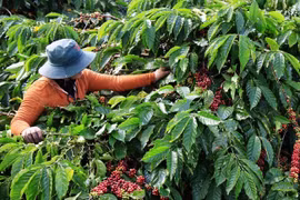 Tây Nguyên: Mạnh tay dẹp nạn "bảo kê", ép giá thu mua nông sản