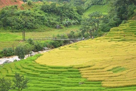 Kỳ thú ruộng bậc thang bên núi Ngọc Linh