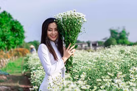 Cúc họa mi chớm nở phủ sắc trắng tinh khôi gọi đông về