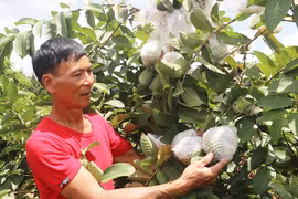 Làm giàu trên vùng đất mới