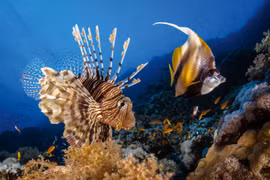 Những bức ảnh tuyệt đẹp về động vật dưới lòng đại dương xanh