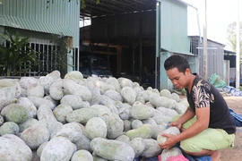 Bí rớt giá, người trồng lao đao