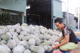 Bí rớt giá, người trồng lao đao