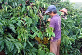 Tây nguyên đón mùa cà phê buồn