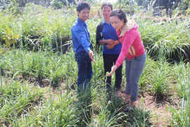 Rcom Tuấn Anh: Bí thư chi đoàn làm kinh tế giỏi