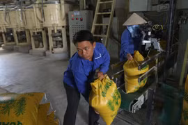 Hạt gạo có thể mang về cho VN hơn 3 tỷ USD trong năm nay