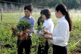 Nhà nông "lên đời" doanh nghiệp nhờ trồng dược liệu, thu tiền tỷ