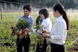 Nhà nông "lên đời" doanh nghiệp nhờ trồng dược liệu, thu tiền tỷ