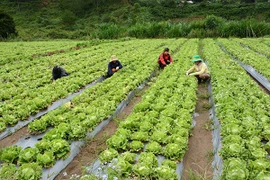 Người Nhật sang VN làm nông rồi xuất lại chính quốc ngày càng nhiều