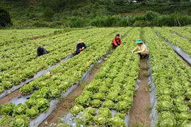 Người Nhật sang VN làm nông rồi xuất lại chính quốc ngày càng nhiều