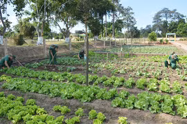 Rau xanh trên vùng cát trắng