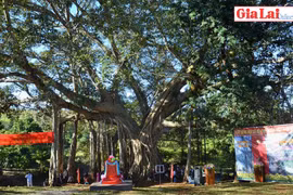 Cây đa di sản làng Ghè