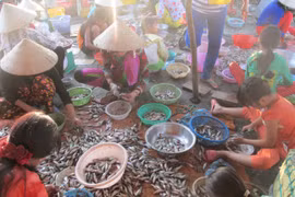 Cá ào ra sông cuối mùa nước nổi miền Tây,ngư dân lại kiếm thêm tiền