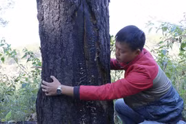 Pleiku: Người dân phá rừng thông để làm rẫy