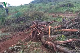 Nạn mất rừng ở Tây Nguyên: Nghịch lý cho thuê rừng