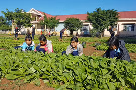 Gây quỹ lớp từ vườn rau xanh