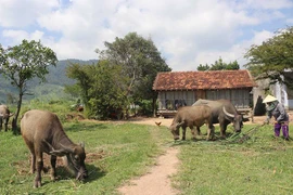 Con trâu mở đầu cơ nghiệp