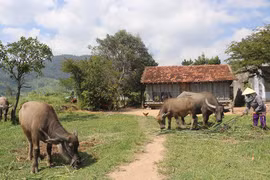 Con trâu mở đầu cơ nghiệp