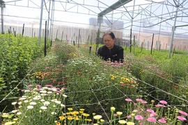 Hoa công nghệ cao đón Tết Kỷ Hợi
