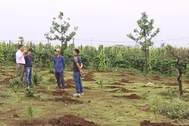 Các ban quản lý đang giữ rừng hay phá rừng?