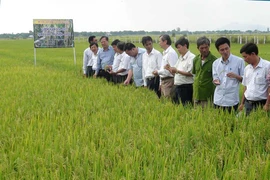 Phú Thiện hướng đến lúa chất lượng cao