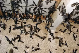 Thừa Thiên-Huế sẽ di dời cơ sở nuôi chim yến ra ngoài trung tâm