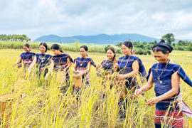 Lễ mừng lúa mới ở Brang Đak Kliết chứa đựng nhiều giá trị độc đáo