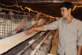 Cho gà đẻ ăn thêm các loại cây thảo dược, anh nông dân Đắk Lắk cứ bán một quả trứng lãi hơn 1.000 đồng