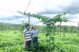 Gia Lai phấn đấu đạt phát thải ròng bằng "0" vào năm 2050