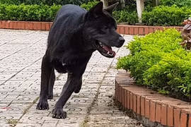 Đắk Nông: Người nghèo được tiêm vắc xin phòng dại miễn phí khi bị chó cắn