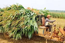 Nông nghiệp Chư Sê duy trì đà tăng trưởng