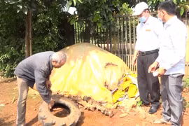 Đắk Nông: Kỷ luật chủ tịch UBND xã, huyện nếu lơ là chống dịch sốt xuất huyết  