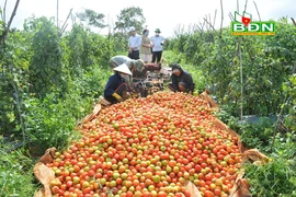 Trúng mùa cà chua, một nông dân Đắk Nông trồng 5 sào lãi 200 triệu/vụ  