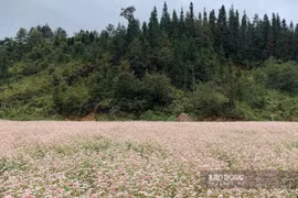 Tam giác mạch Hà Giang vươn mình sang thị trường Nhật Bản