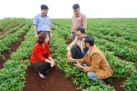 Bay xa hương vị "Lệ Cần khoai"