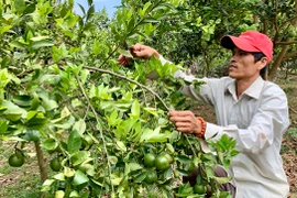 Chư Prông thực hiện thắng lợi các chỉ tiêu kinh tế-xã hội