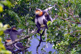 Tăng cường phòng-chống tội phạm về đa dạng sinh học đến năm 2030, tầm nhìn đến năm 2050