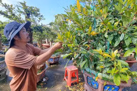 Nhà vườn ở phố núi Pleiku lo lắng vì hoa mai nở sớm