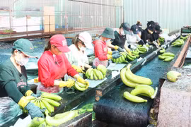 Gia Lai xúc tiến xuất khẩu chính ngạch nông sản chủ lực