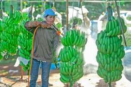 Tháo gỡ khó khăn, thúc đẩy tiêu thụ nông sản