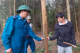 Đổi đời nhờ trồng rừng