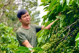 Cà phê Gia Lai được cấp chứng nhận đăng ký chỉ dẫn địa lý