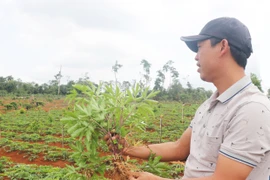 Thu hút đầu tư vào lĩnh vực sản xuất, chế biến dược liệu