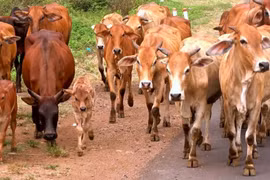 Gia Lai tăng cường kiểm soát vận chuyển trâu, bò qua biên giới