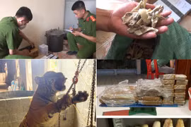 Mua con hổ về "xẻ thịt" nấu cao, 5 người chia nhau 69 tháng tù