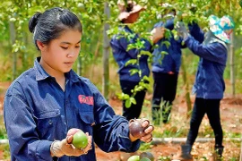 Lĩnh vực trồng trọt: Phát triển chiều sâu