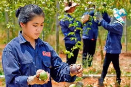 Lĩnh vực trồng trọt: Phát triển chiều sâu