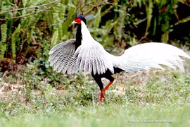 Bị "phạt khủng" vì tàng trữ, mua bán động vật rừng quý hiếm